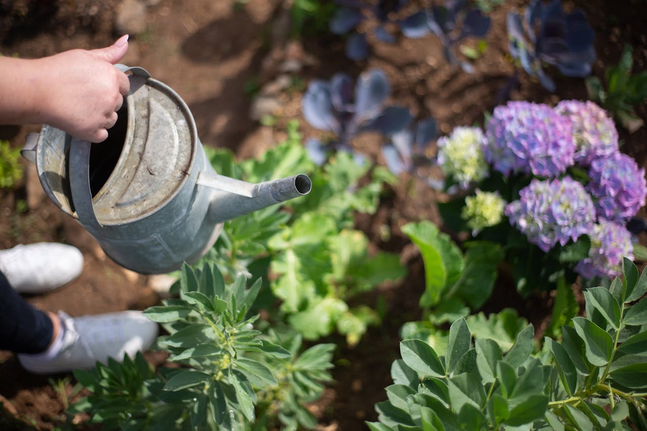 A woman waters blooming flowers and lush greenery with a metal watering can in a sunny garden.